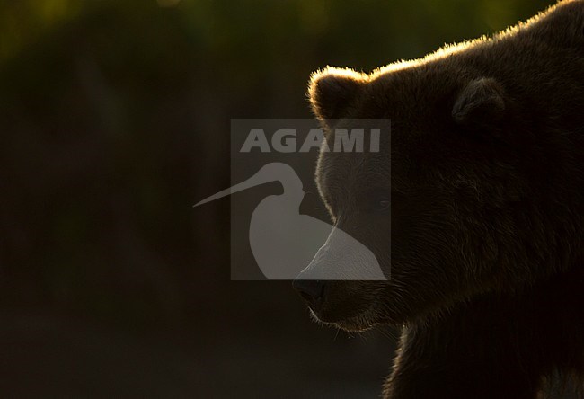 Wild Grizzly Bear (Ursus arctos) in North America stock-image by Agami/Danny Green,