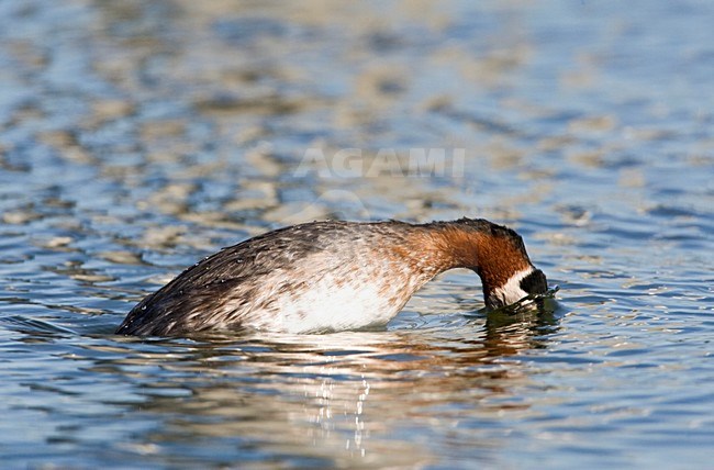 Volwassen Roodhalsfuut in zomerkleed; Adult Red-necked Grebe in breeding plumage stock-image by Agami/Marc Guyt,
