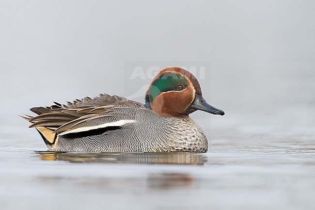 Eurasian Teal - Krickente - Anas crecca, Germany, adult male stock-image by Agami/Ralph Martin,