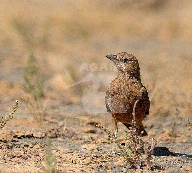 Rufous-tailed Lark (Ammomanes phoenicura) at Banti Grasslands, Bhuj, Gujarat, India. stock-image by Agami/Laurens Steijn,