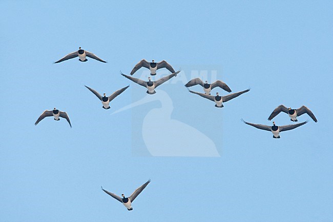 Brandganzen in vlucht Nederland, Barnacle Geese in flight Netherlands stock-image by Agami/Wil Leurs,
