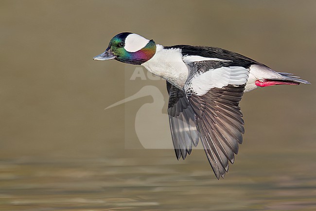 Adult male Bufflehead (Bucephala albeola) flying near Victoria, BC, Canada. stock-image by Agami/Glenn Bartley,