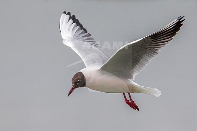 Gabbiano comune; Common Black-headed Gull; Croicocephalus ridibundus stock-image by Agami/Daniele Occhiato,