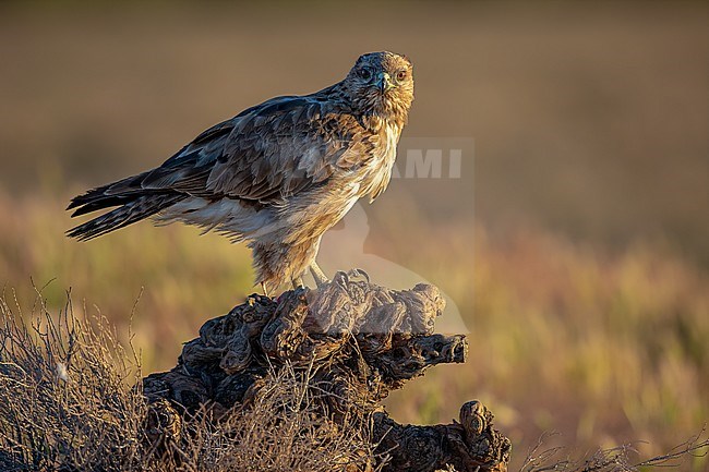 Sideview of a buzzard perched on a trunk at sunrise. stock-image by Agami/Onno Wildschut,