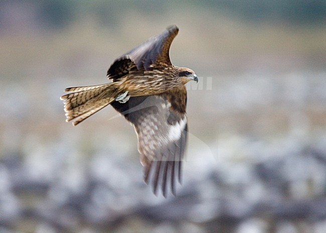 Black-eared Kite flying with Hooded Cranes in the background; Zwartoorwouw vliegend met Monnikskraanvogels op de achtergron stock-image by Agami/Marc Guyt,