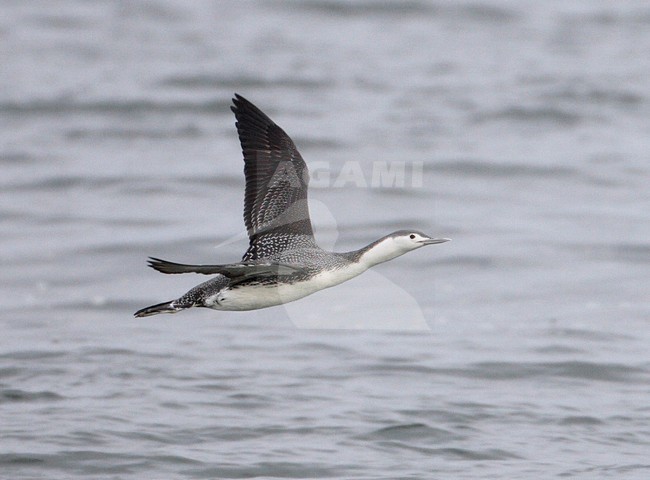  stock-image by Agami/Mike Danzenbaker,