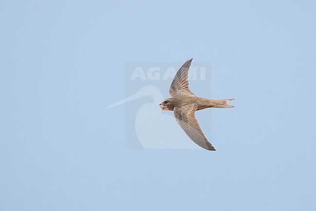 Pallid Swift (Apus pallidus) seen from above during a migration flight at Cap Blanc, Nouadhibou. stock-image by Agami/David Monticelli,