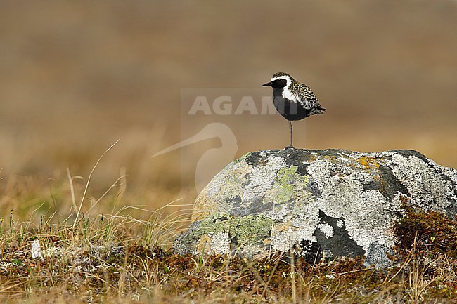 Adult male Pacific Golden Plover (Pluvialis fulva) in full breeding plumage at Seward Peninsula, Alaska, USA in June 2018. stock-image by Agami/Brian E Small,