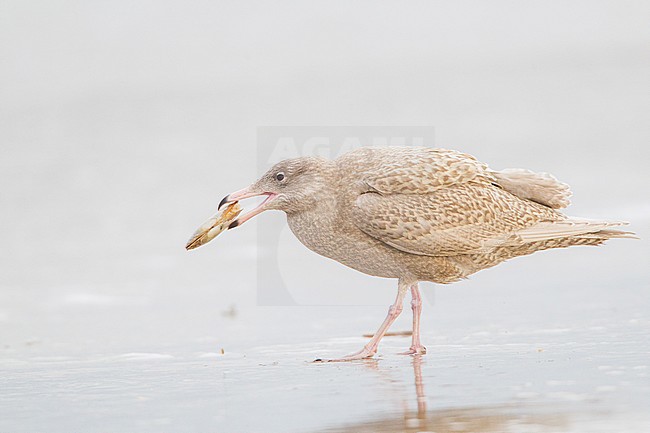 Grote Burgemeester, Glaucous Gull, Larus hyperboreus stock-image by Agami/Menno van Duijn,