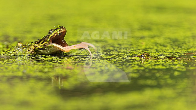 Green frog unknown, (Pelophylax spec.) catching a fly stock-image by Agami/Lennart Verheuvel,