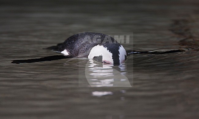 ZwartvoetpinguÃ¯n zwemmend in ondiep water; Adult Jackass Penguin swimming in shallow water stock-image by Agami/Marc Guyt,