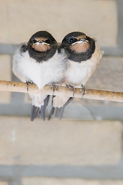 Immature Barn Swallow,s stock-image by Agami/Wil Leurs,