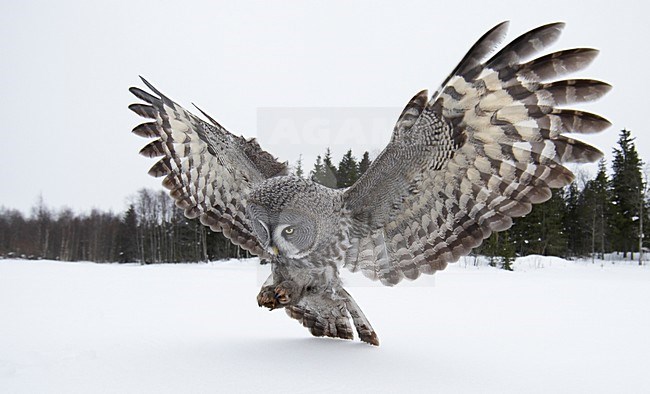 Laplanduil jagend boven besneeuwde grond; Great Grey Owl hunting above ground with snow stock-image by Agami/Markus Varesvuo,