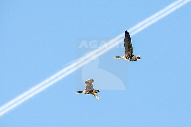 Wintering Greater White-fronted Geese (Anser albifrons albifrons) in Waterland in the Netherlands. Two birds flying overhead with an airplane stripe in the background. stock-image by Agami/Marc Guyt,