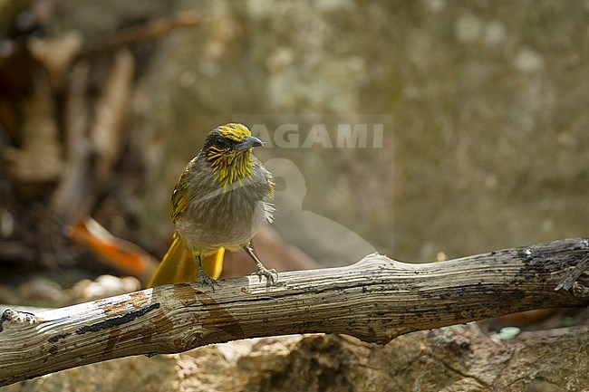Stripe-throated Bulbul (Pycnonotus finlaysoni) at Kaeng Krachan National Park, Thailand stock-image by Agami/Helge Sorensen,