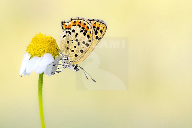 Female Sooty Copper stock-image by Agami/Wil Leurs,