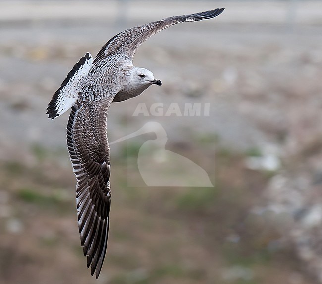 Heuglin's Gull (Larus heuglini), juvenile bird in flight in Finland stock-image by Agami/Kari Eischer,