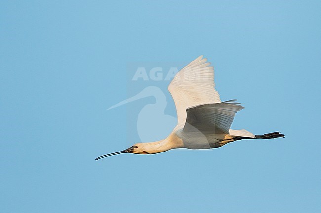Eurasian Spoonbill (Platalea leucorodia) in flight against a blue sky as background in Hungary. stock-image by Agami/Ralph Martin,