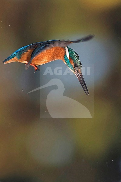 Kingfisher hunting stock-image by Agami/Han Bouwmeester,