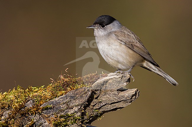 Mannetje Zwartkop; Male Blackcap stock-image by Agami/Daniele Occhiato,