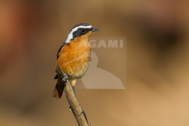 Moussier's Redstart - Diademrotschwanz - Phoenicurus moussieri, Morocco, adult male stock-image by Agami/Ralph Martin,
