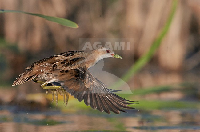 Klein Waterhoen vliegend; Little Crake flying stock-image by Agami/Markus Varesvuo,