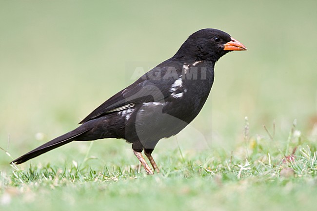 Roodsnavel-buffelwever, Red-billed Buffalo-weaver, Bubalornis niger stock-image by Agami/Marc Guyt,