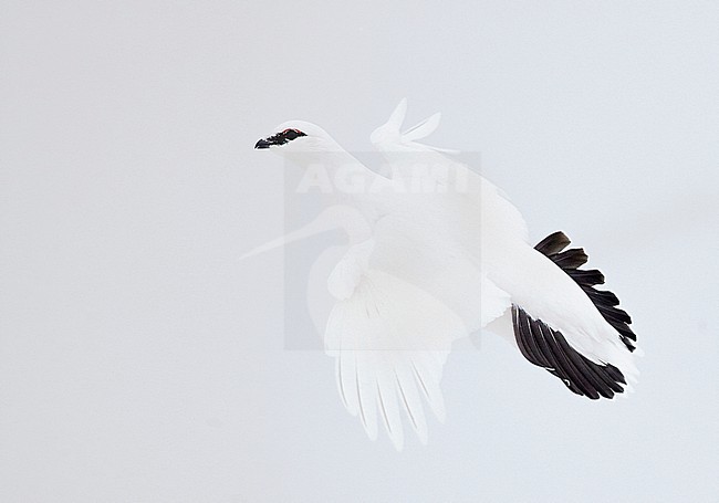 Ptarmigan (Lagopus mutus) Utsjoki Finland February 2019 stock-image by Agami/Markus Varesvuo,