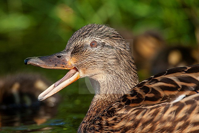 Calling female Mallard (Anas platyrhynchos) in the Netherlands. stock-image by Agami/Marc Guyt,