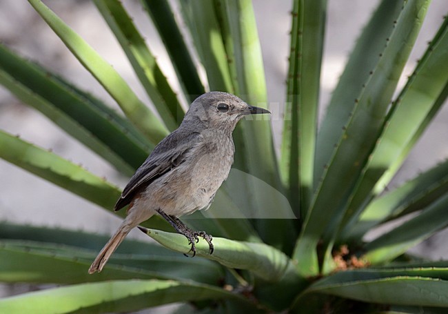 Duinrotslijster, Littoral Rock-Thrush stock-image by Agami/Laurens Steijn,
