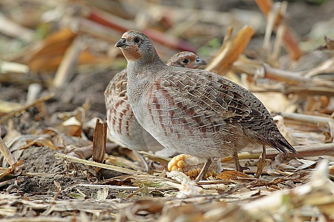 Grey Partridges (perdix perdix) looking for food in an old cornfield stock-image by Agami/Renate Visscher,