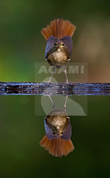 Nachtegaal staand bij de waterkant met opgewipte staart; Common Nightingale standing at water edge with cocked tail stock-image by Agami/Marc Guyt,
