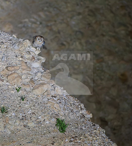 Desert Tawny Owl (Strix hadorami), formerly known as Hume's owl, in Israel. Near the Dead Sea. stock-image by Agami/Marc Guyt,