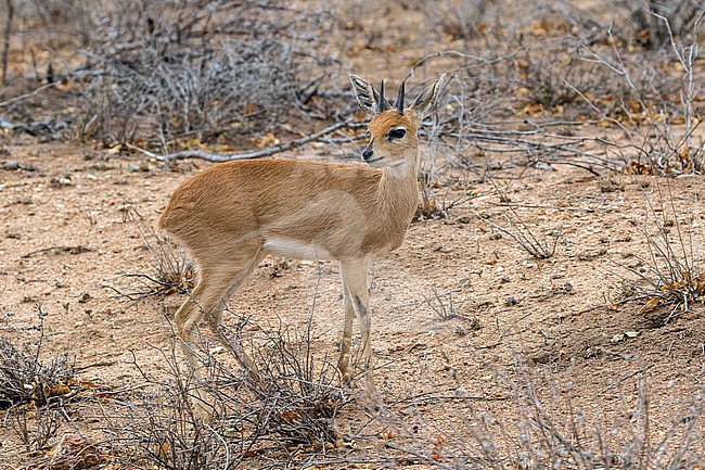 Steenbok (Raphicerus campestris) in South Africa. Also known as the steinbuck or steinbok. stock-image by Agami/Pete Morris,