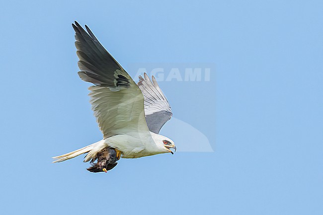 Adult with Sora
Galveston Co., TX
May 2023 stock-image by Agami/Brian E Small,