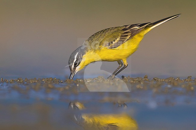 Adult Blue-headed Wagtail, Motacilla flava flava, standing on the ground in Italy. stock-image by Agami/Daniele Occhiato,
