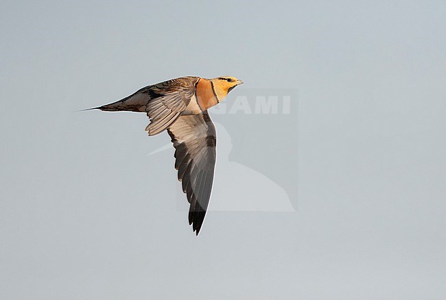 Man Witbuikzandhoen vliegend boven Spaanse Steppe; Male Pin-tailed Sandgrouse flying above Spanish Steppe stock-image by Agami/Marc Guyt,