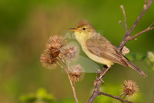 Orpheusspotvogel, Melodious Warbler; Hippolais polyglotta, Germany stock-image by Agami/Ralph Martin,