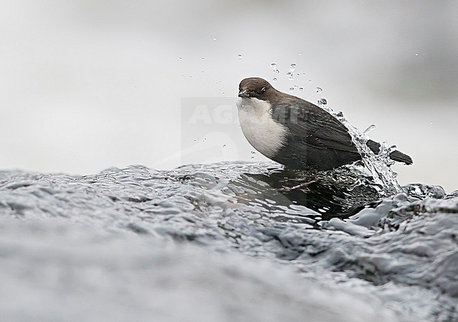 Dipper (Cinclus cinclus) Kuusamo, Finland January 2018 stock-image by Agami/Markus Varesvuo,