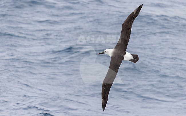 Indian Yellow-nosed Albatross, Thalassarche carteri, off South Africa. stock-image by Agami/Ian Davies,
