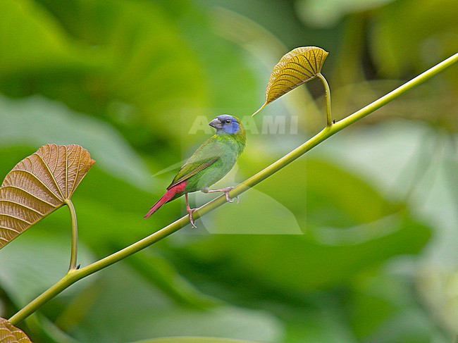 Male Blue-faced Parrotfinch (Erythrura trichroa) perched. stock-image by Agami/Pete Morris,