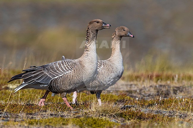 Adult Pink-footed Geese (Anser brachyrhynchus) during the breeding season on the tundra of Iceland. Pair walking and calling. stock-image by Agami/Daniele Occhiato,