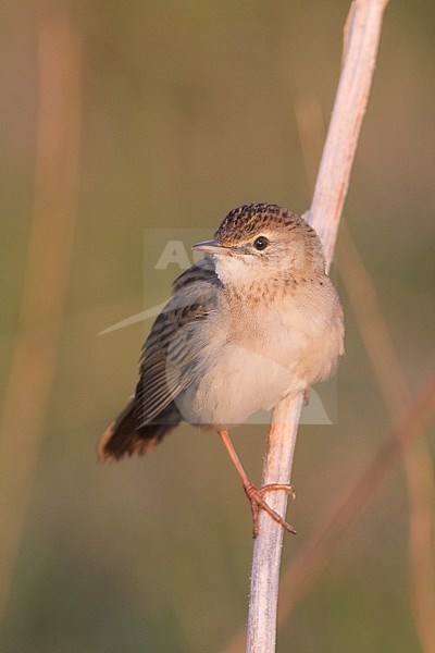 Common Grasshopper Warbler - Feldschwirl - Locustella naevia ssp. straminea, Russia stock-image by Agami/Ralph Martin,