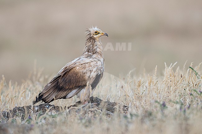 Endangered Egyptian Vulture (Neophron percnopterus) stock-image by Agami/Alain Ghignone,