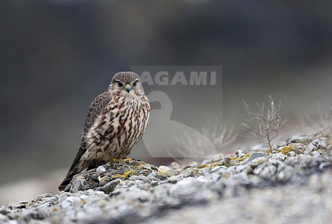 Smelleken kijkt in de camera; Merlin looking in the camera stock-image by Agami/Harvey van Diek,