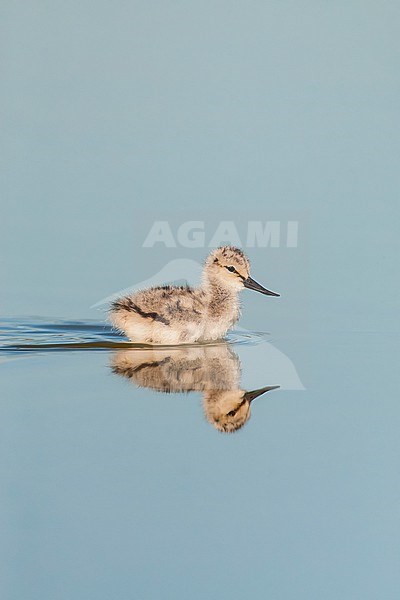 Chick of the Pied Avocet, Recurvirostra avosetta, during spring in the Wagejot on Texel, Netherlands. stock-image by Agami/Marc Guyt,