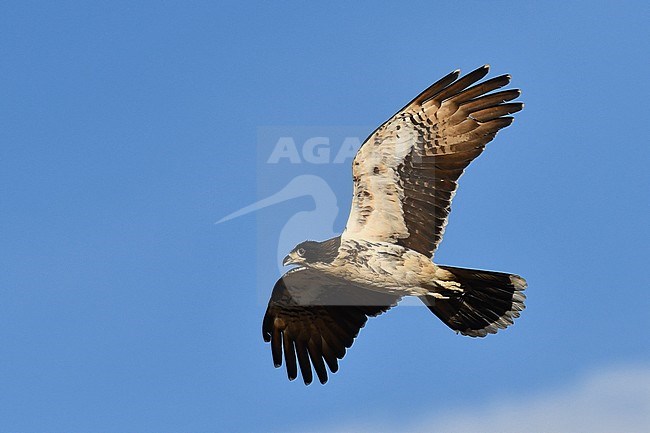 White-throated Caracara (Phalcoboenus albogularis) in flight in Ushuaia, Argentina. Flying overhead with blue sky as background. stock-image by Agami/Laurens Steijn,