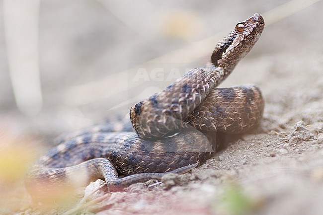 Asp Viper (Vipera aspis aspis) taken the 13/09/2022 at Ristolas- France. stock-image by Agami/Nicolas Bastide,