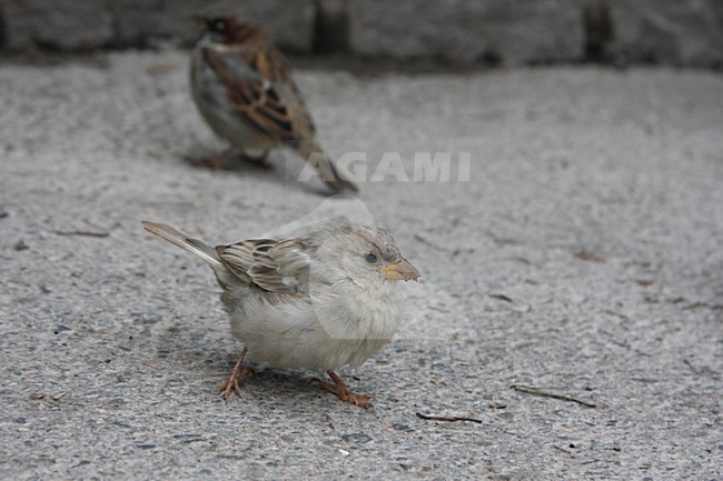 Huismus vrouwtje zittend met voer; House Sparrow female perched with food stock-image by Agami/Chris van Rijswijk,
