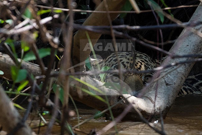 A jaguar, Panthera onca, hiding and waiting for prey. Pantanal, Mato Grosso, Brazil stock-image by Agami/Sergio Pitamitz,
